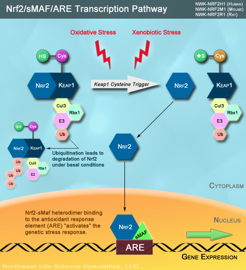 NRF2 Keap1 Pathway