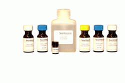 Glutathione Reductase (GR) Assay Kit