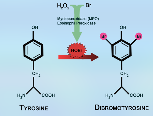 Dibromotyrosine