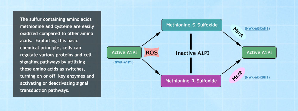 Methionine & Cysteine in Protein Regulation and Oxidative Stress