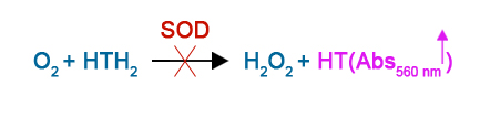 SOD02 Reaction